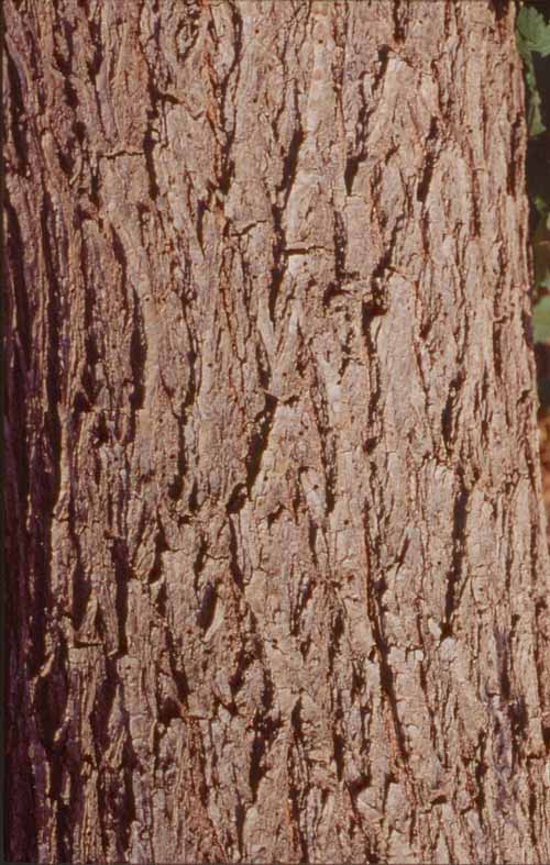 Fori di penetrazione di scolitidi su corteccia di alberi di olmo campestre.