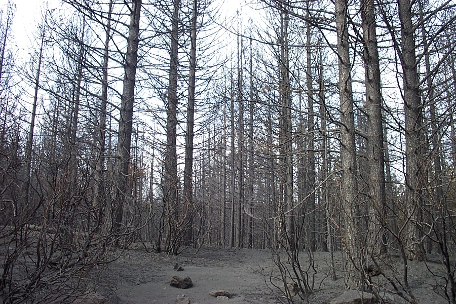 Pineta percorsa da incendio